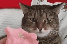 你知道猫咪胡须的秘密么,捡到猫咪的胡子有什么寓意