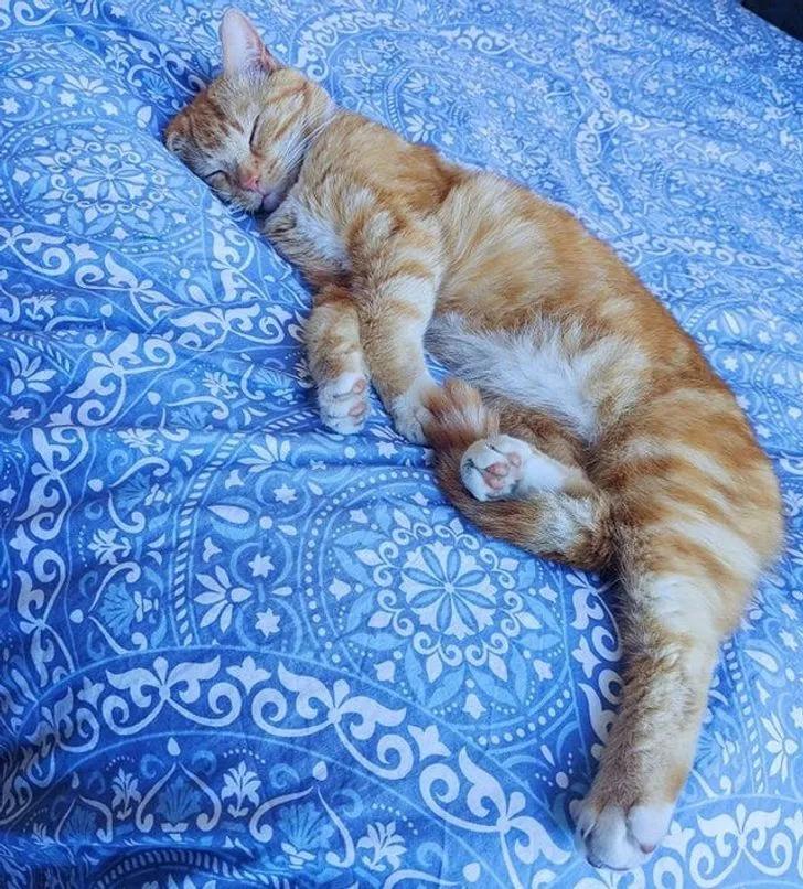 与陌生的猫接触,两只不认识的猫咪相遇会发生什么