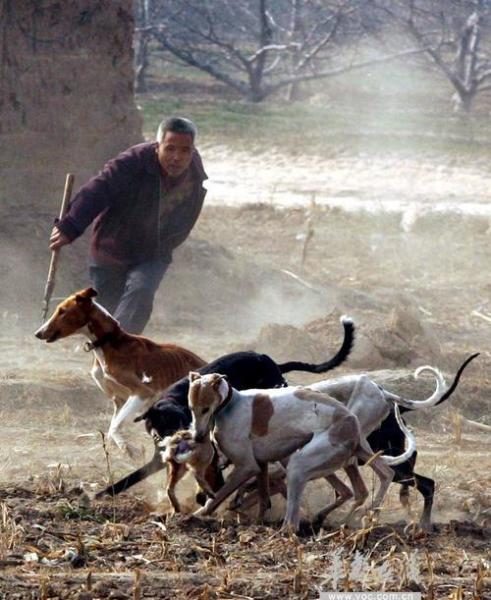 细狗撵兔子视频全过程,细狗撵兔合法吗