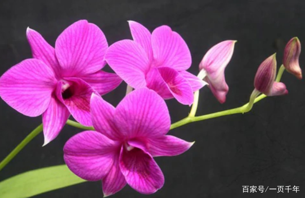 你知道世界上什么花最好养吗,你知道什么是世界上最好的花吗