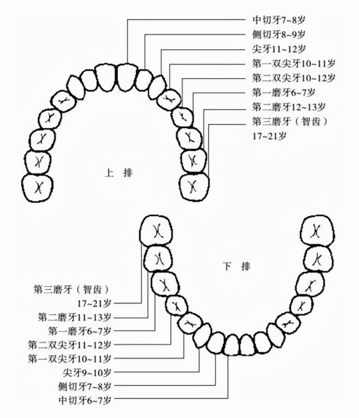 10岁牙掉了一直没长怎么回事,孩子牙掉了没长出来视频