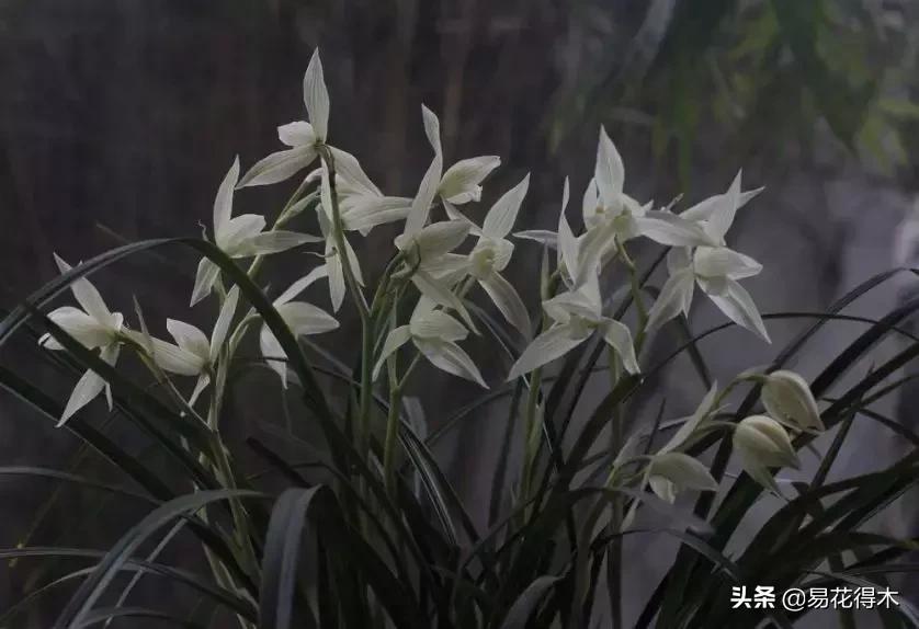 莲瓣兰的花和春剑的花有什么区别,春剑春兰莲瓣兰豆瓣兰怎么区分