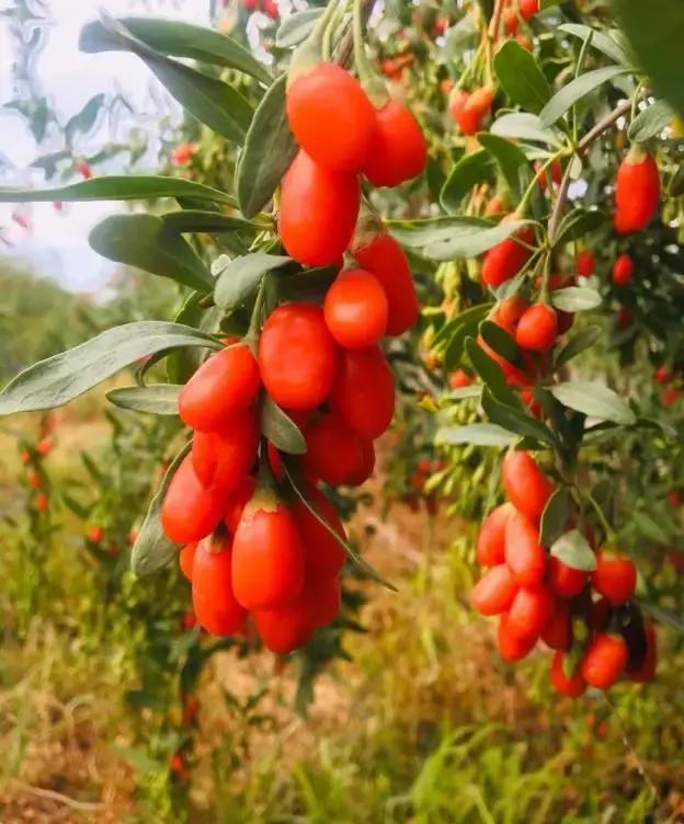 达人西游|精河的美，你想象不到！
