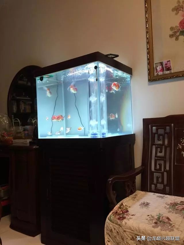 垃圾桶旁边的四方鱼缸，捡回去养了一缸金鱼，别说还挺不错