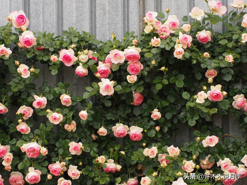 最好种植的藤本月季，种下一颗小苗，收获一片花海
