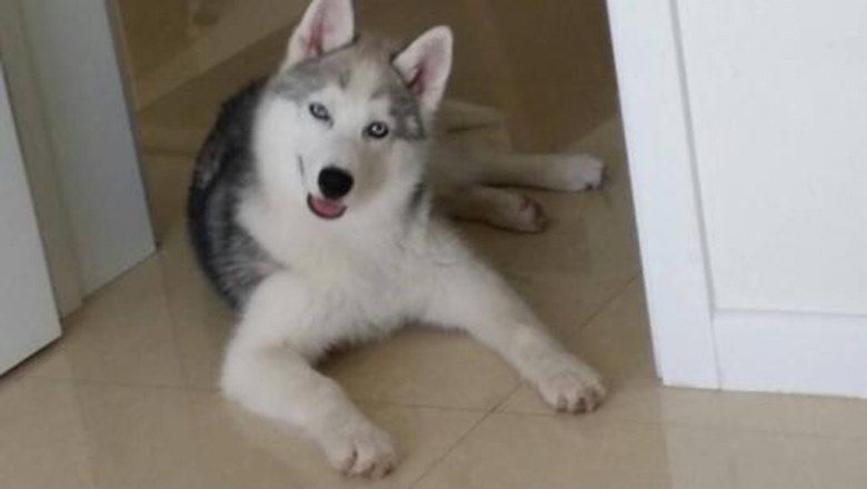 挑选哈士奇性格,挑选哈士奇幼犬技巧