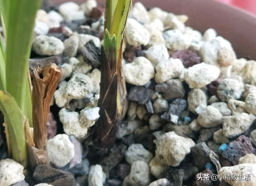 兰花常见五种病害及推荐用药,天气越来越热怎么预防兰花病害