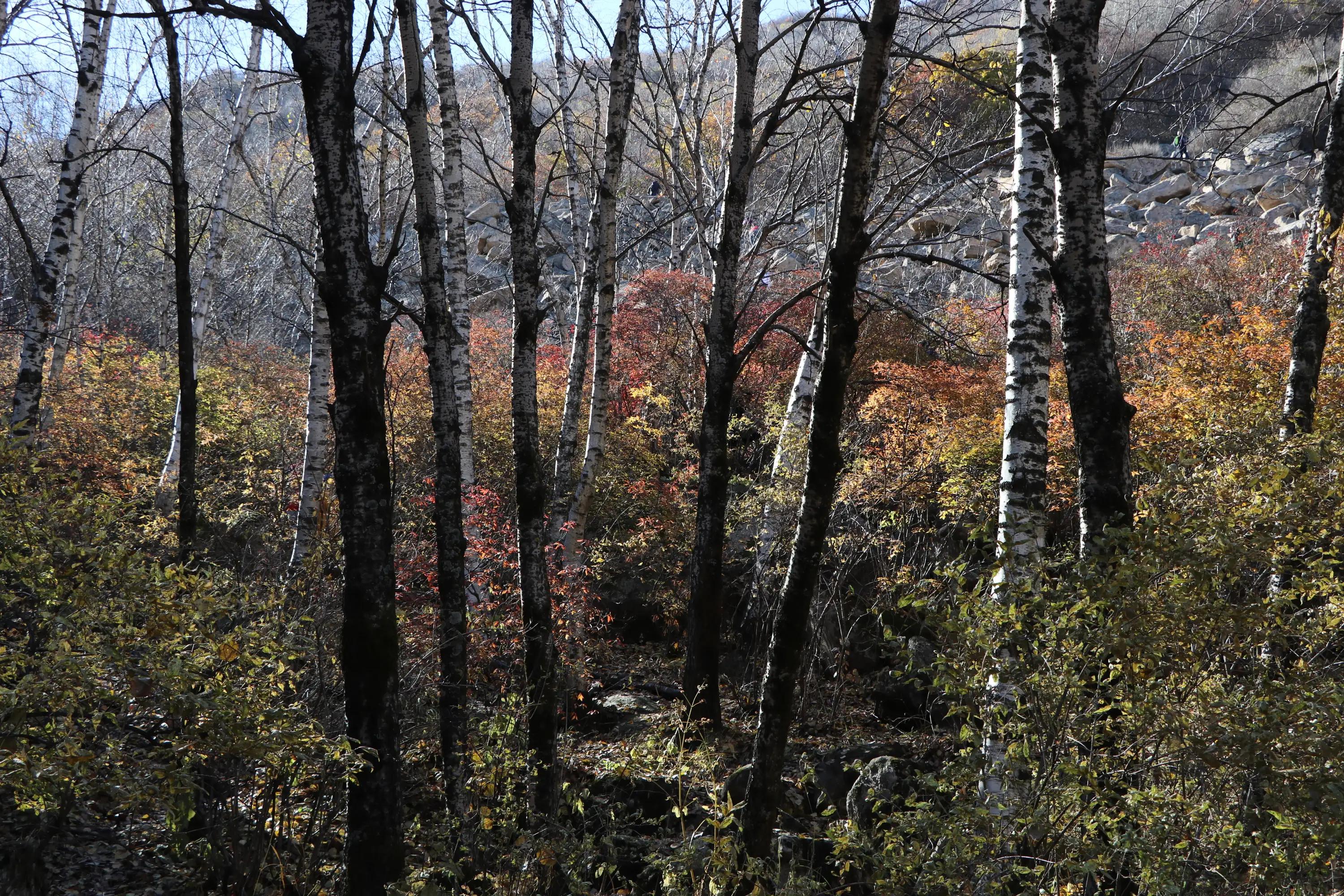 怀柔喇叭沟门原始森林2日自驾游,怀柔喇叭沟门原始森林骑行