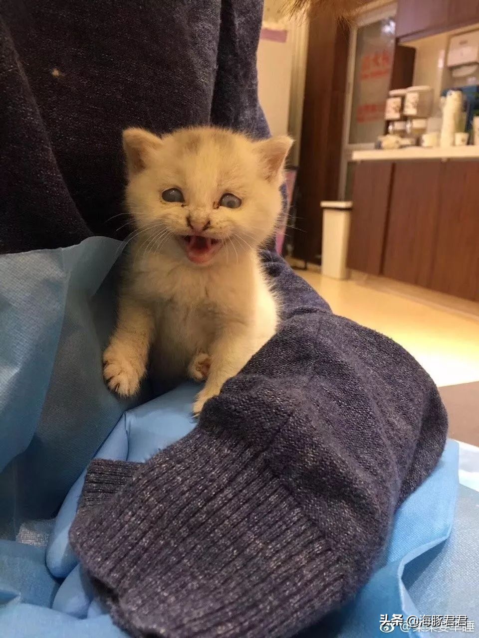 北京小公主靠吸猫血成百万大V,直播整容、大照骗、2年养死3只猫