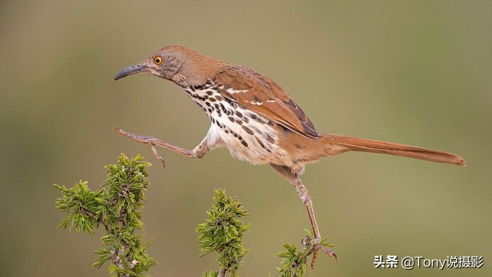 鸟类的拍摄技巧,鸟类摄影要掌握这些技巧知识