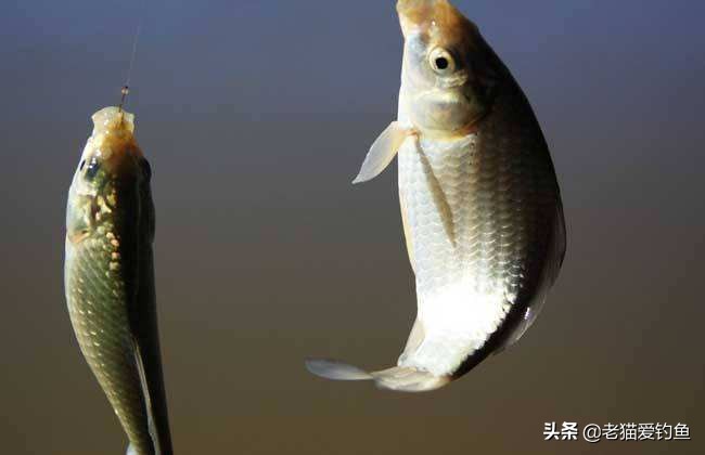 捕鼠夹式钓鱼,老鼠夹子钓鱼原理图解