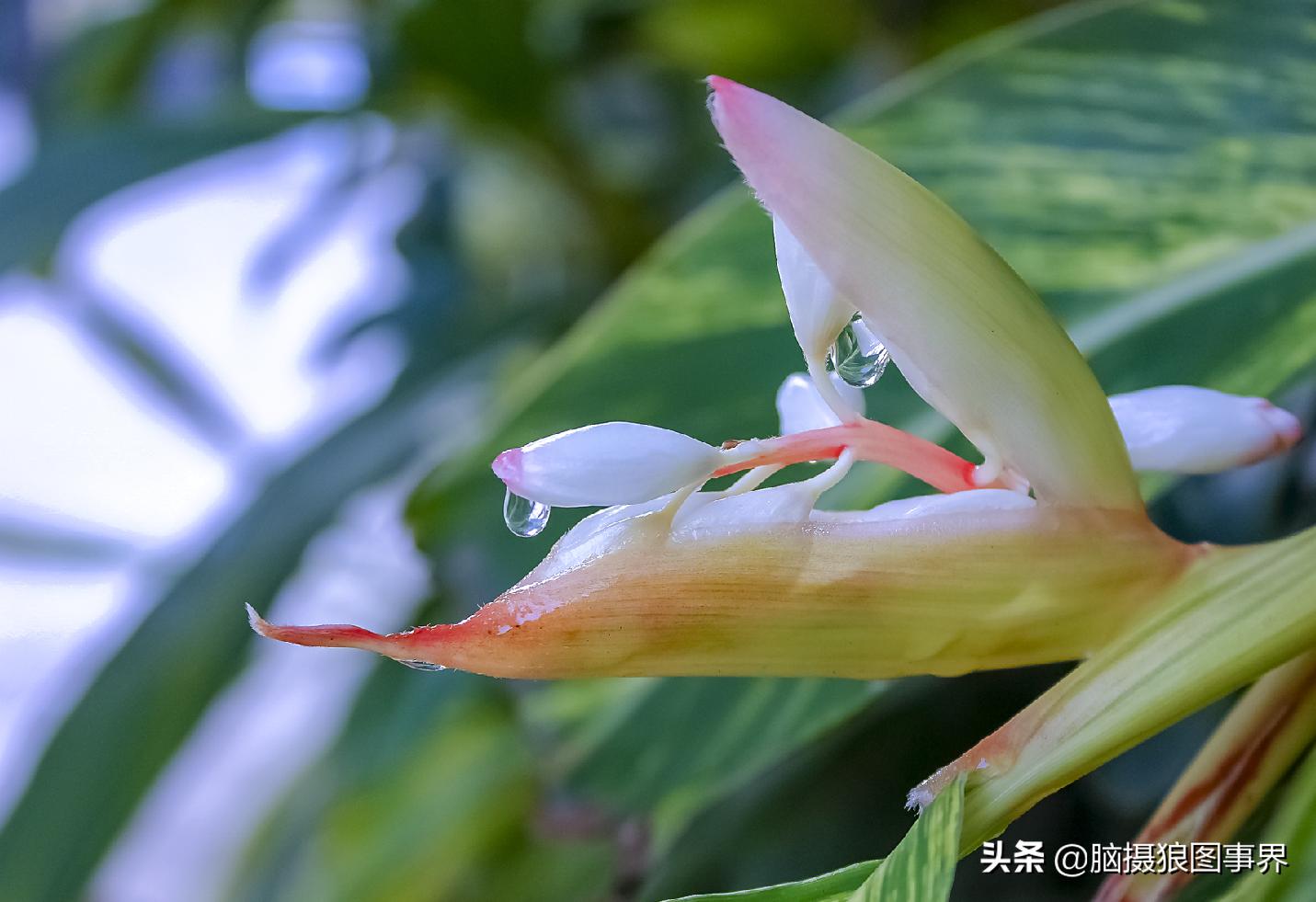 佳能550d配什么镜头拍摄效果好,佳能550d用18-55镜头怎么拍月亮