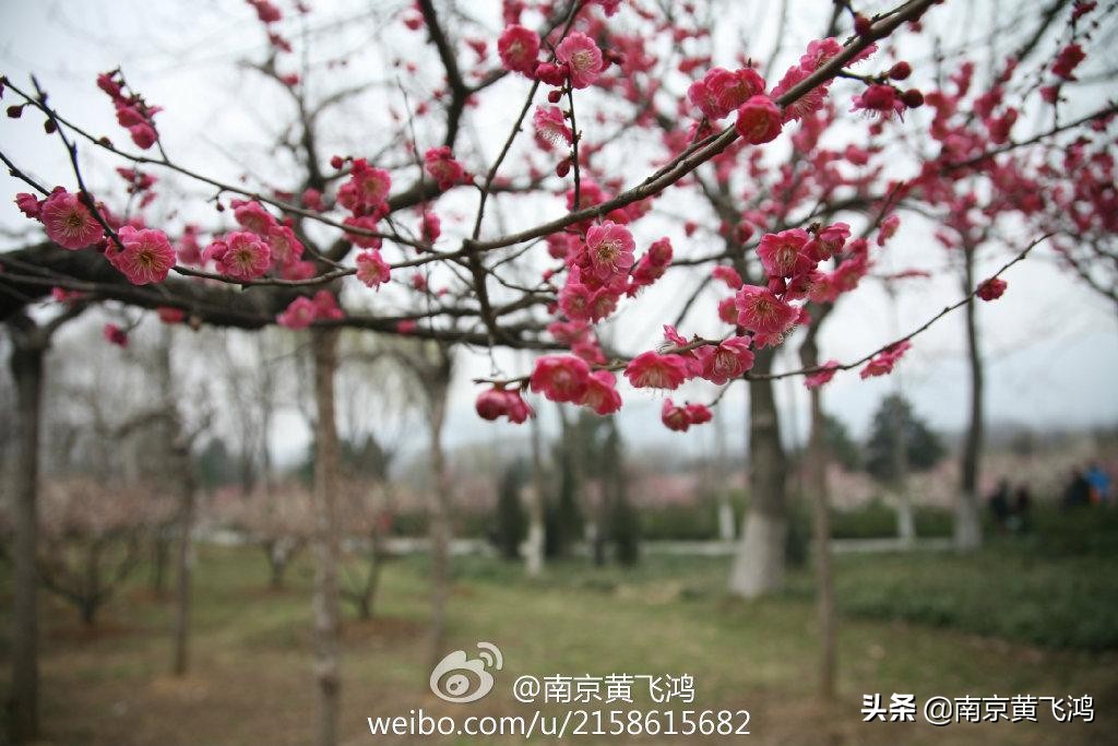 南京最好赏梅是几月,南京赏腊梅的最佳地方