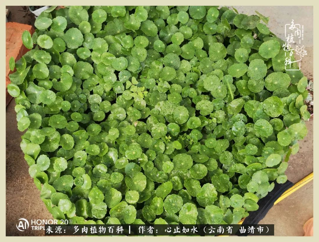 感谢陪伴感恩所有的遇见,让每个人都能感受到多肉的美好