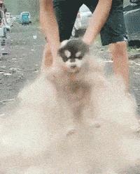 人与狗玩耍的禁忌,人与狗相处的禁忌