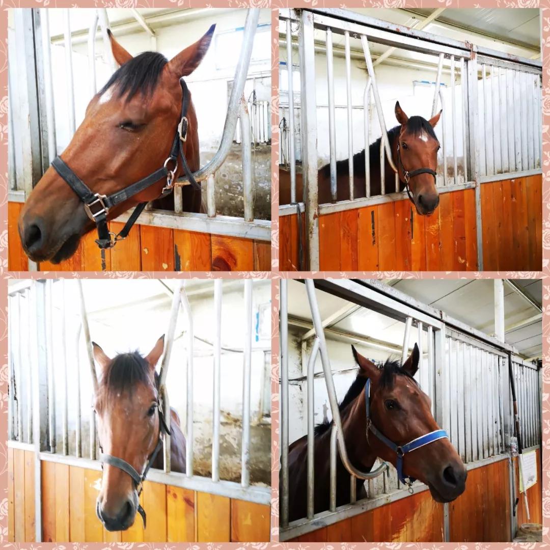 美丽伊犁简介,美丽新疆伊犁