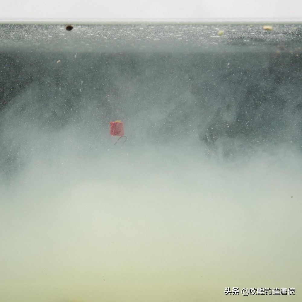 话说欧鲤钓之科学篇,欧鲤钓知识讲解