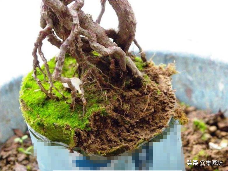 提根杜鹃盆景欣赏,杜鹃提根盆景浇水