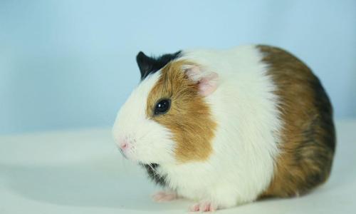 怎么养出胖胖的仓鼠,怎么才能把仓鼠养得胖胖的