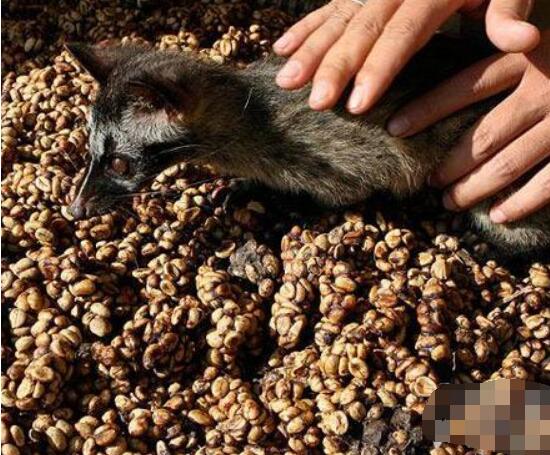 椰子猫吃东西,椰子猫喂咖啡豆