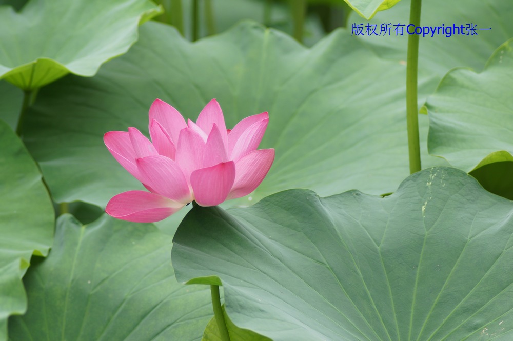 北京紫竹院的荷花：德国Pentacon与日本Minolta镜头实拍对比