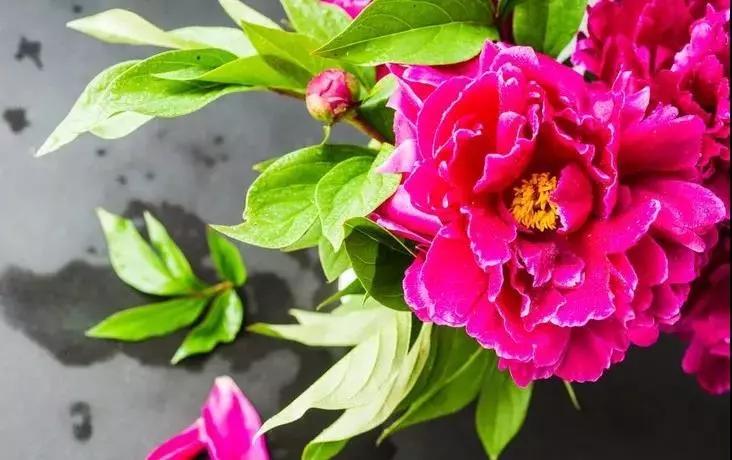 在大连去旅顺华酝牡丹园坐什么车,大连旅顺华酝牡丹园几月份适合去