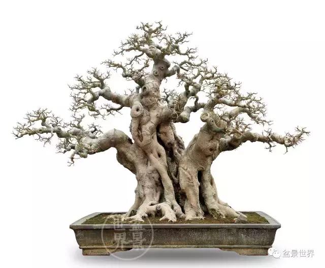 榕树罗汉松风水树,什么形状的榕树盆景好