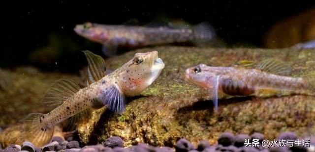 为什么原生鱼比热带鱼贵 (十大适合懒人养的国产原生鱼)