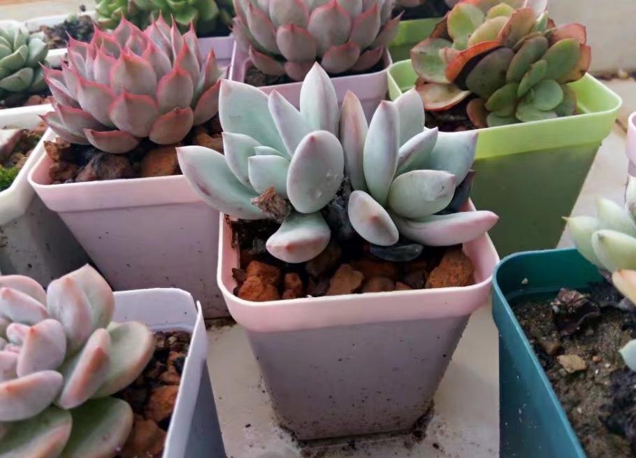 多肉淋雨徒长了怎么办,多肉梅雨季节发霉