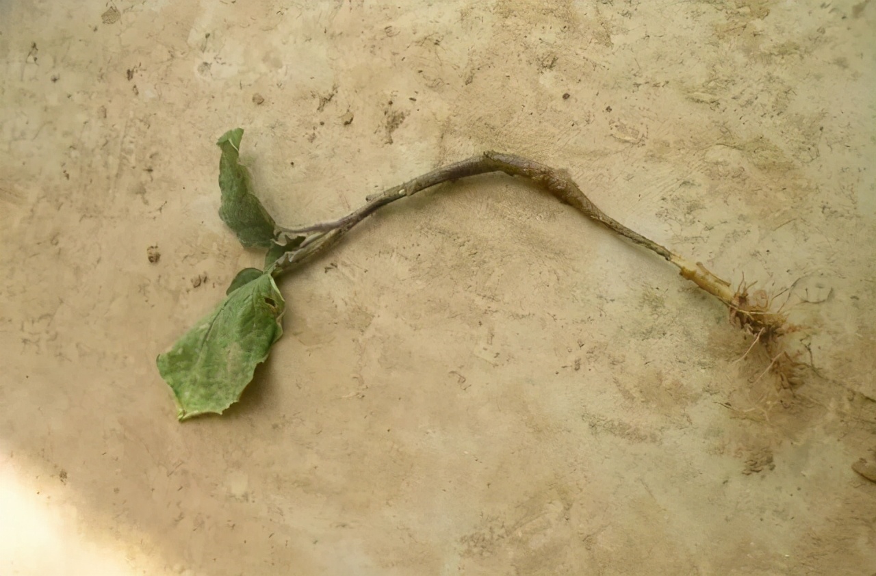 茄子出现褐色腐烂是什么病,茄子幼苗蔫了怎么办