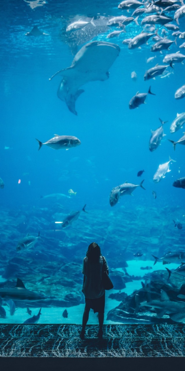 优阿壁纸135期丨分享一组超清晰的海底世界全面屏壁纸