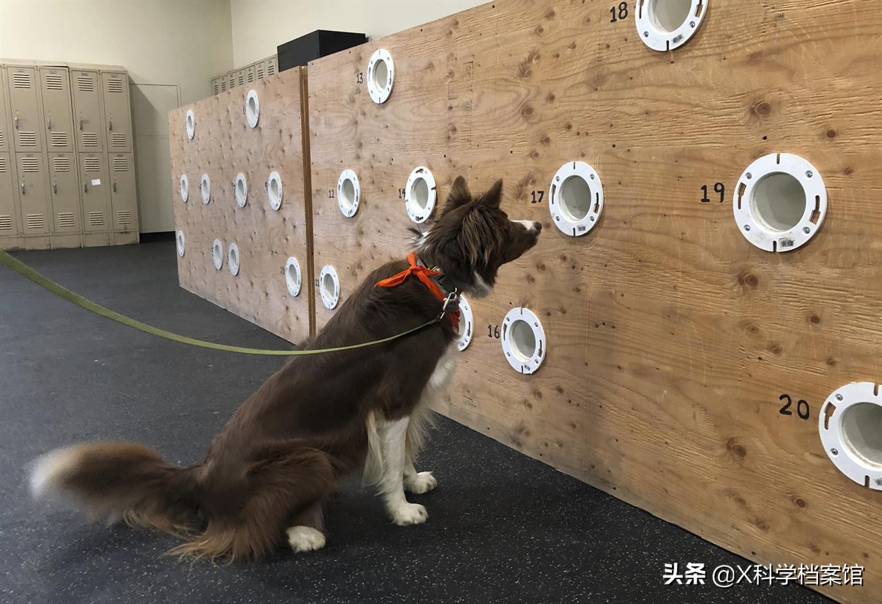 云南缉毒犬查获毒品,云南昆明缉毒犬的训练