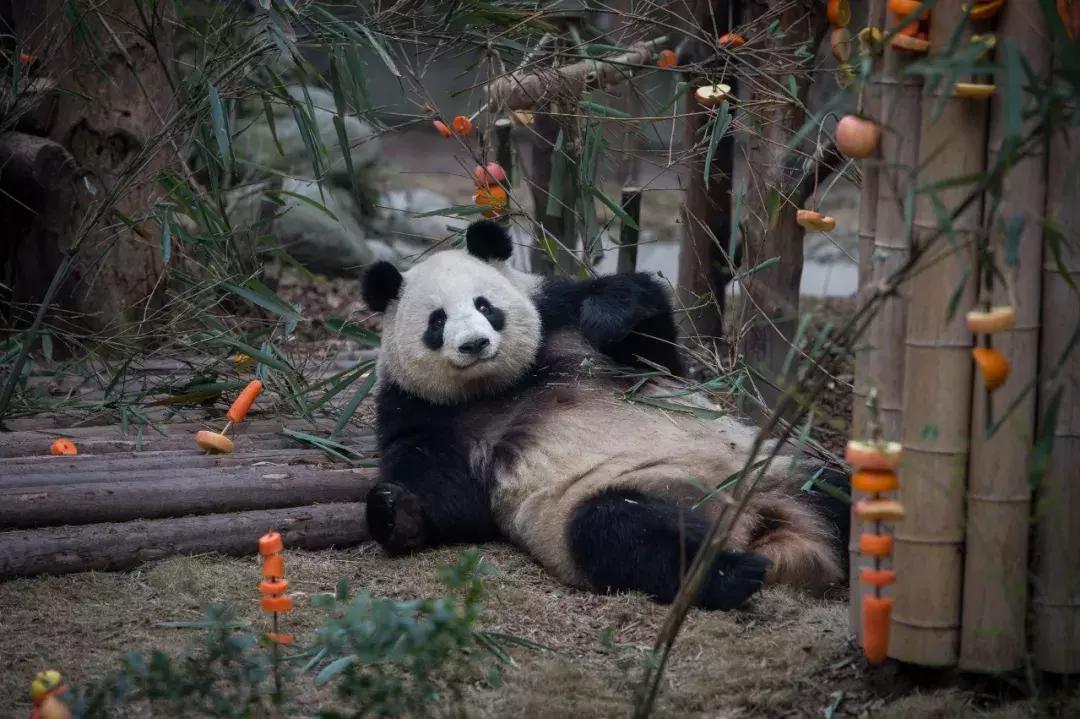 你才可爱你全家都可爱怎么回,你才可爱你全家都可爱出处