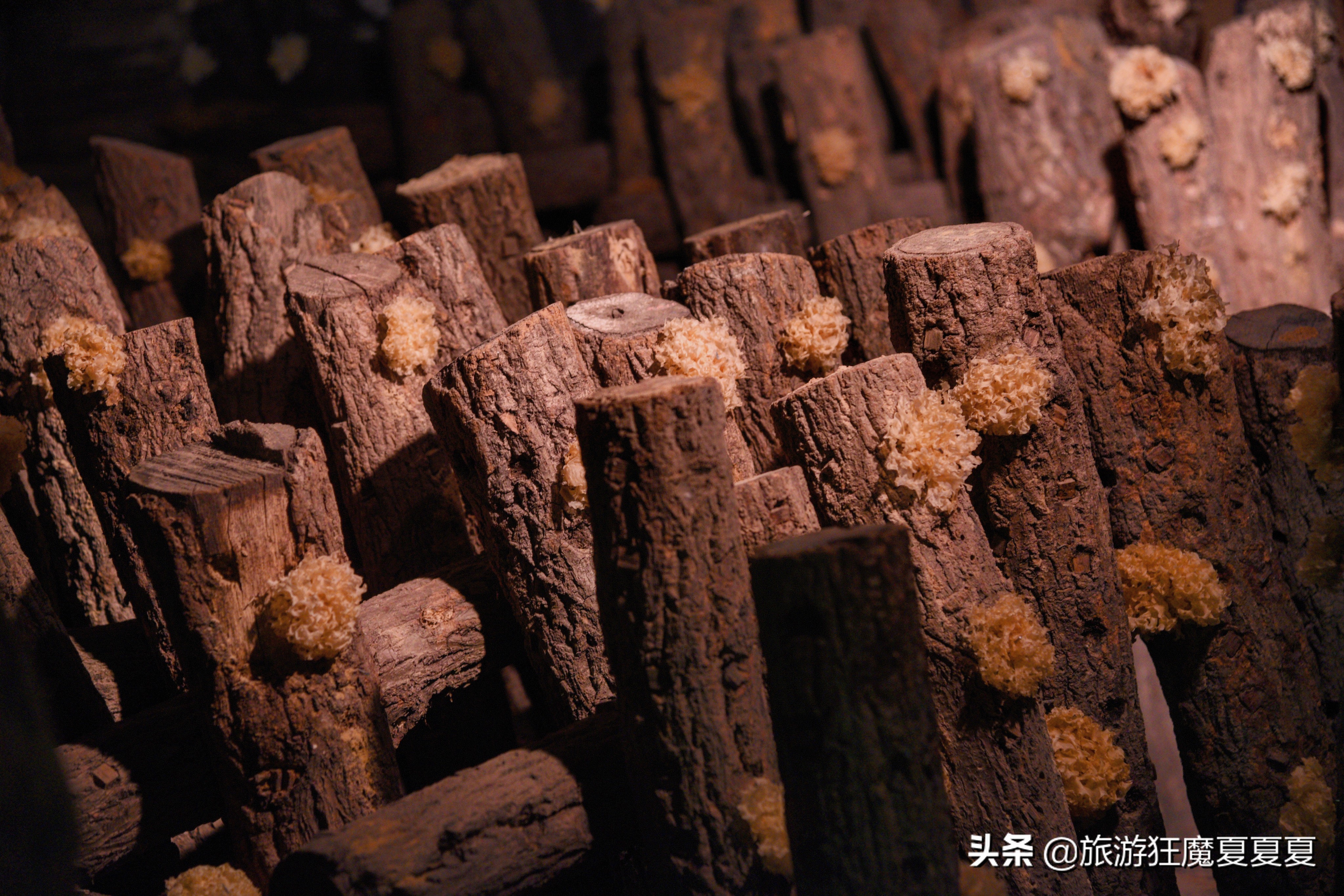 中国银耳多少钱,中国银耳之乡视频