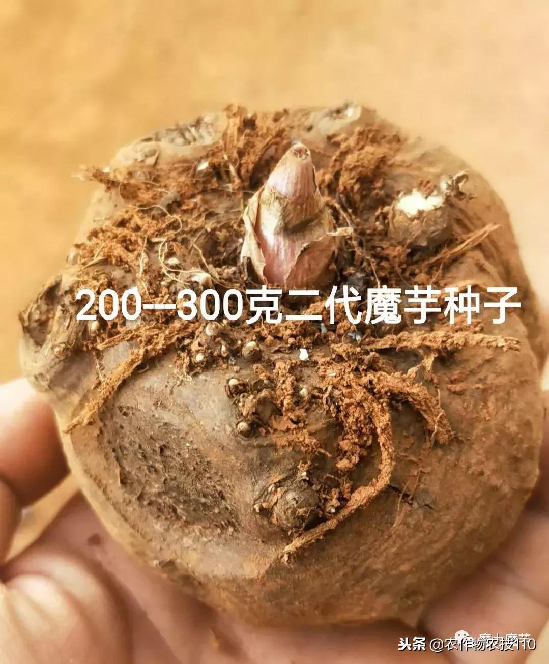 四川魔芋种植基地新技术,魔芋种植用什么肥料最好