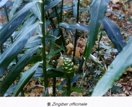生姜阳台盆栽技巧,阳台种生姜的视频