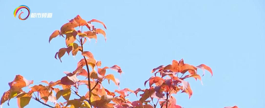 黑龙潭公园：漫山枫叶秋意浓