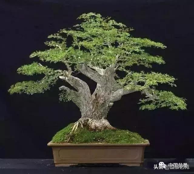 推荐36种好养的盆景植物,茶桌上养什么盆景植物