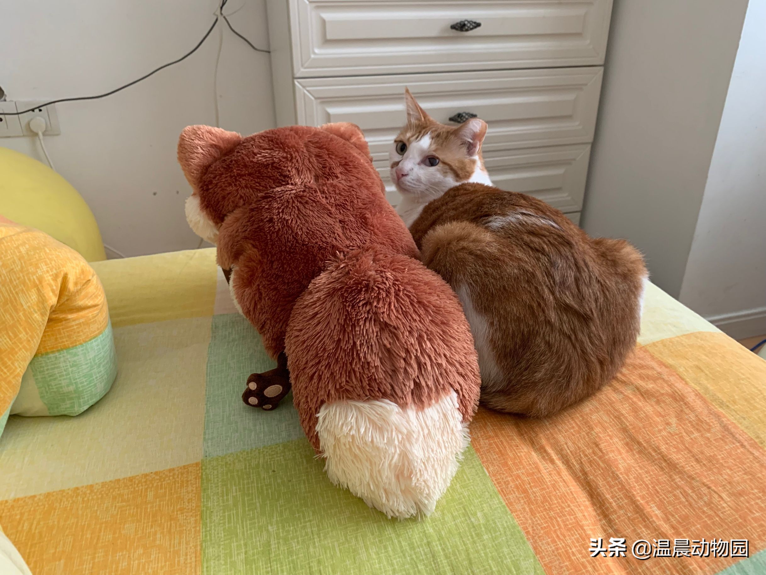 猫咪不让同类靠近,猫咪不让亲近是什么意思