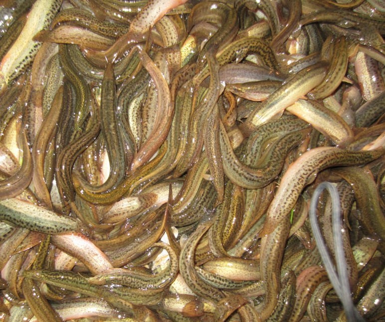 泥鳅养殖基本知识,泥鳅养殖需要注意哪些问题