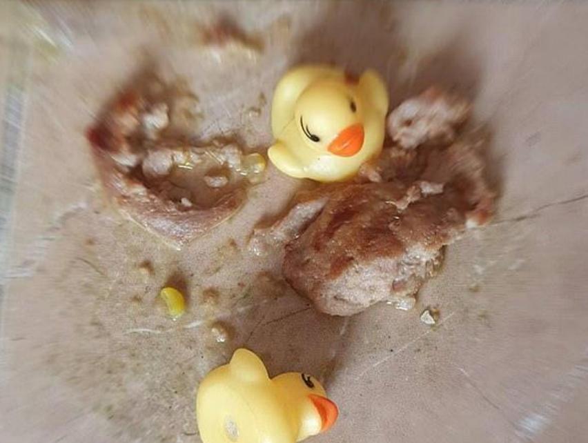 贪吃狗狗吞刀子,狗狗吞11只鸭子