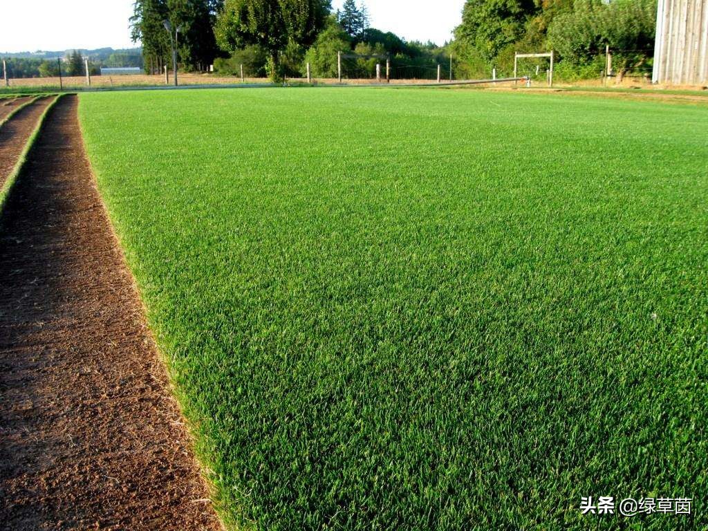 北方适合什么草坪种子带土,适合北方种植的草坪品种