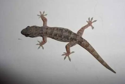 壁虎为什么称为五毒之首,壁虎为什么被列为五毒之一