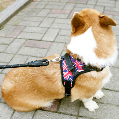狗狗项圈对狗狗有害处吗,狗狗项圈太紧会造成气管塌陷