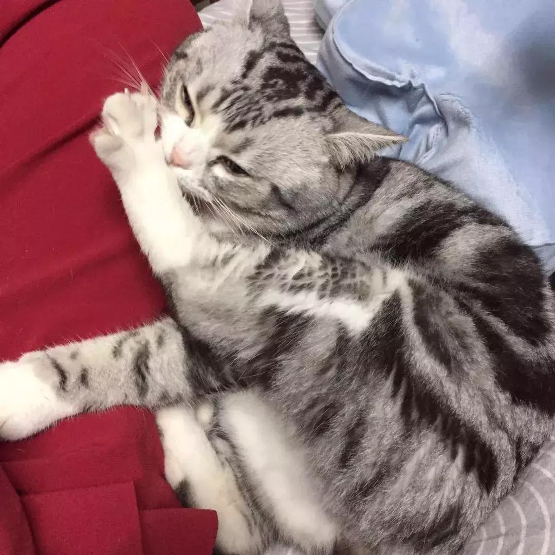 铲屎官把猫咪惹毛了,铲屎官得猫癣