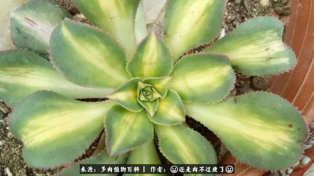 日照弘一法师,日照法师请师父