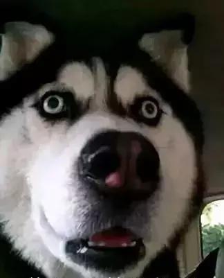 你家狗子是怎样迎接你回家过年的,你家狗子是怎么护食的