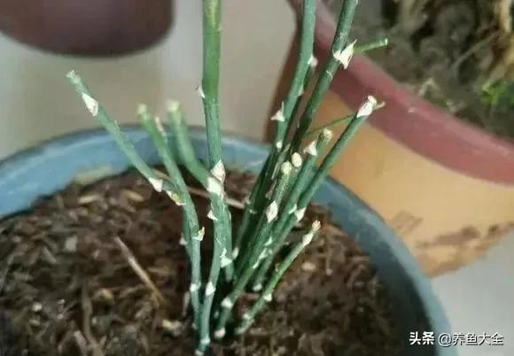 花卉盆栽的造型和修剪技术,盆栽花卉修剪方法