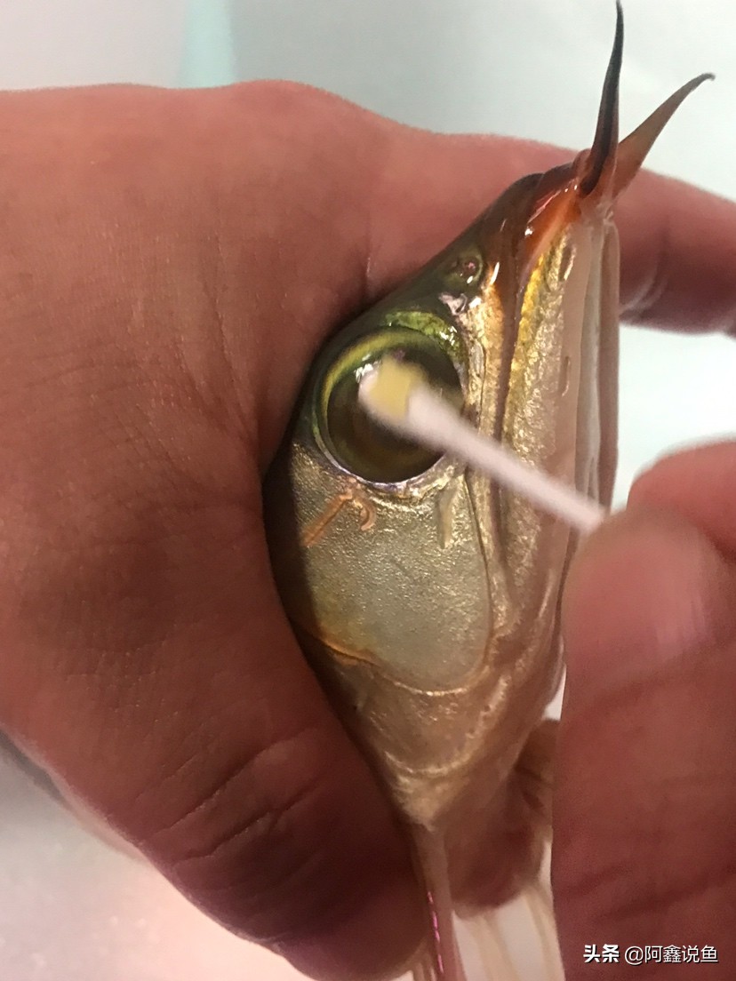 红龙蒙眼用什么药最好,红龙蒙眼很厉害怎么办