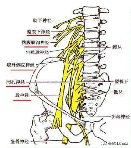 膝关节疼痛是哪个内脏出了问题,膝关节痛哪里肌肉有问题